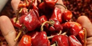 Munda Chilli