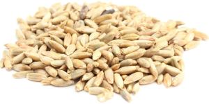 Rye Seeds