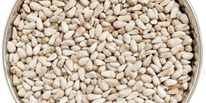 White Safflower Oil Seeds
