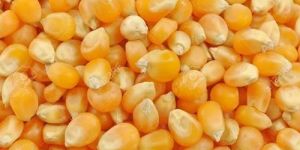 Yellow Maize Seeds