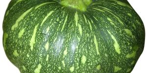 Fresh Green Pumpkin