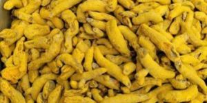 Single Polished Turmeric Finger