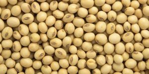Soybean Oil Seeds