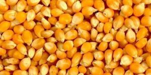 Yellow Maize
