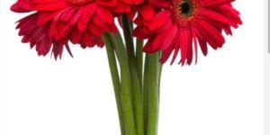 Gerbera Flower