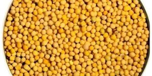 Yellow Mustard Seeds