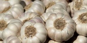 Garlic