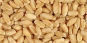Organic Wheat