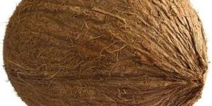 a Grade Fresh Fully Husked Coconut