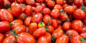 Fresh Red Tomato