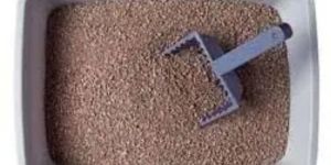 Cat Litter