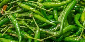 Green Chilli