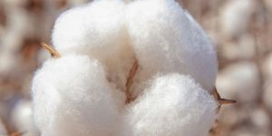 Raw Cotton