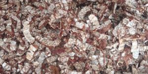 Tamarind