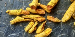 Curcuma Longa Turmeric Finger