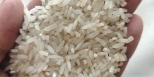 Rice Normal Pds