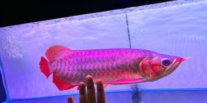 Super Red Golden Asian Arowana Fish
