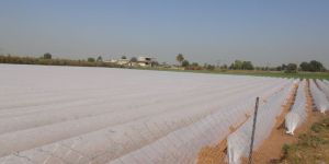 Crop Covers