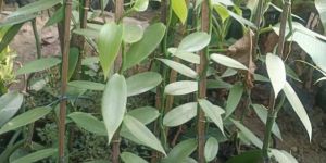 Vanilla Plants