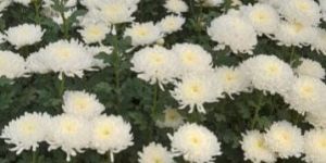 Chrysanthemums Flower