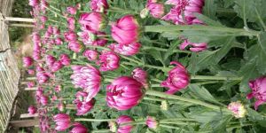 Pink Chrysanthemum Flower