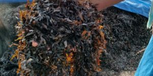 Seaweed Fertilizer