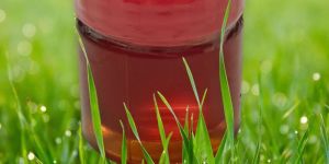 Organic Premium Honey 100 GM