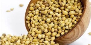 Scooter Coriander Seed