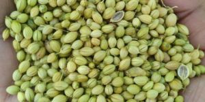 Parrot Coriander Seeds