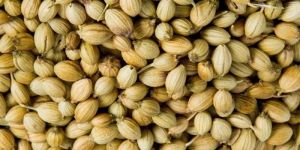 Scooter Coriander Seeds