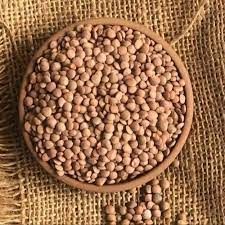 Brown Lentil Seeds