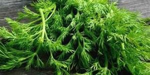 Soombu Keerai Dill Leaves