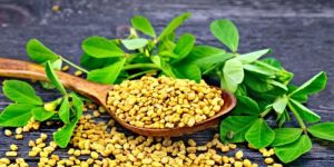 Fenugreek Seeds