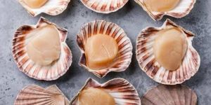 Scallops