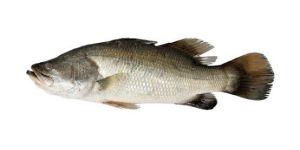 Sea Bass