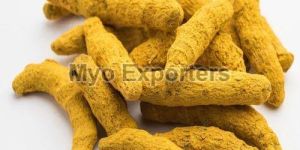 Dried Turmeric Finger