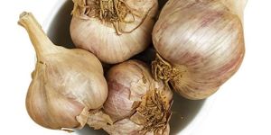 Kodaikanal Malai Poondu