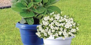 Indoor and Outdoor Plastic Pot