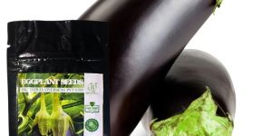 Organic Brinjal Seeds