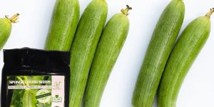 Organic Sponge Gourd Seeds