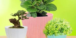 Rosy Plastic Pot