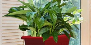 Supreme Window Planter Pot