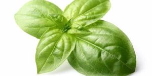 Sweet Basil