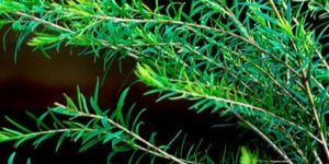 Tea Tree