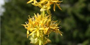 the Great Yellow Gentian