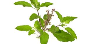 Tulsi