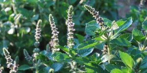 Tulsi Herb