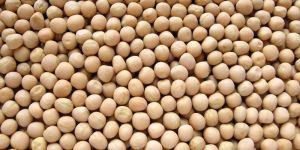 White Pea Safed Vatana