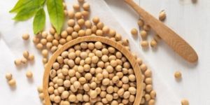 Soybean Seeds