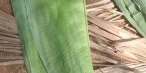 Banana Leaf